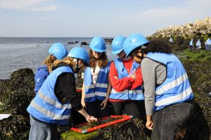 Schülerinnen und Schüler der Werkstatt Ökologie auf Helgoland untersuchen Meerespflanzen am felsigen Ufer mit blauen Schutzhelmen und Warnwesten