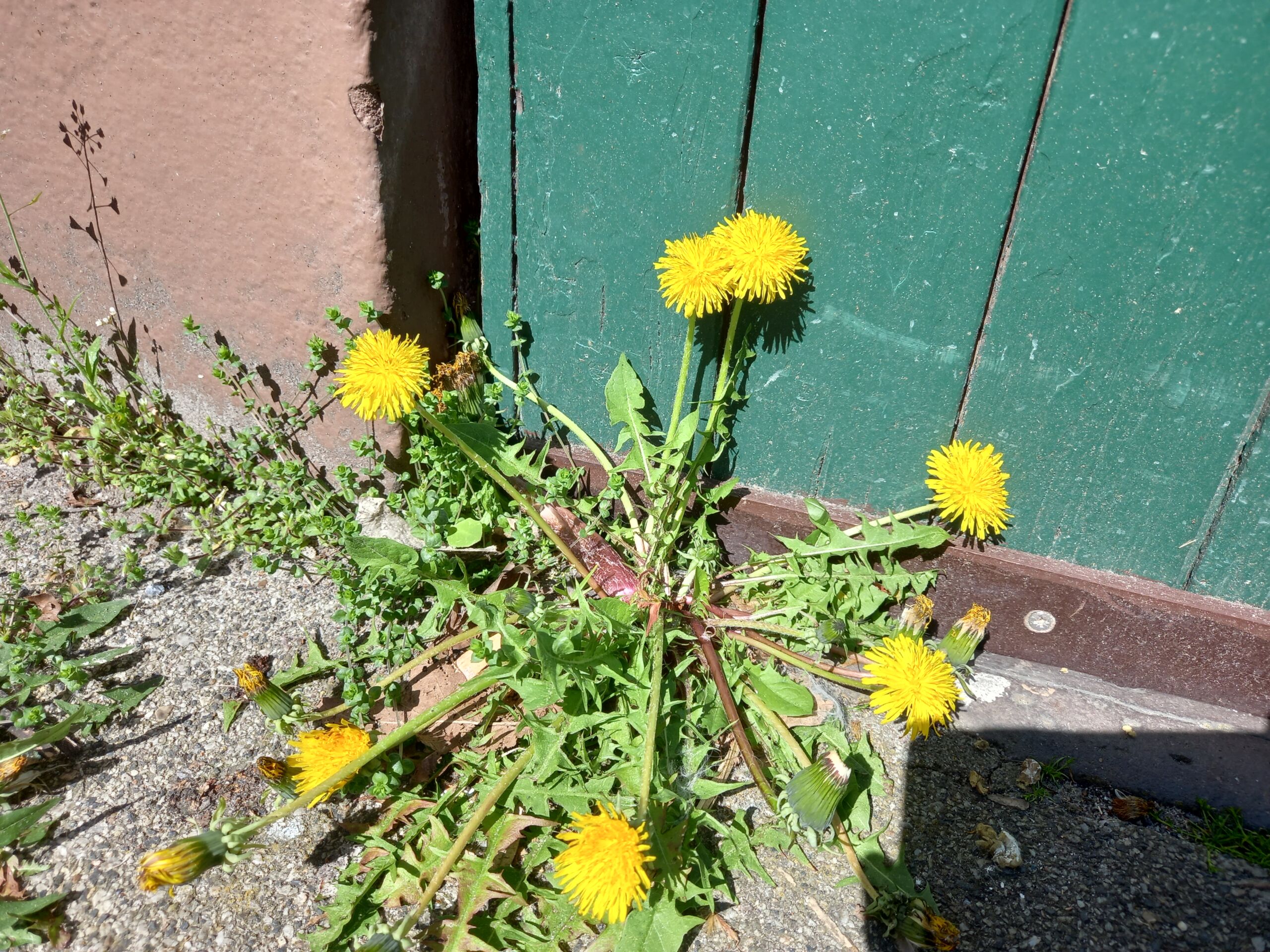 Löwenzahn mit gelben Blüten wächst vor einer grünen Holztür und einer rosa Wand auf steinigem Boden