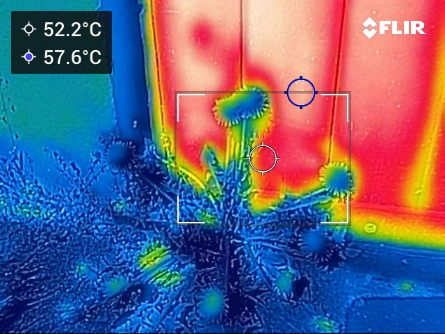 2026-04Wärmebild_Löwenzahn_Hauswand_c_Helen_Oelgeklaus Wärmebild einer Hauswand mit Löwenzahn und Temperaturanzeigen von 52,2 °C und 57,6 °C