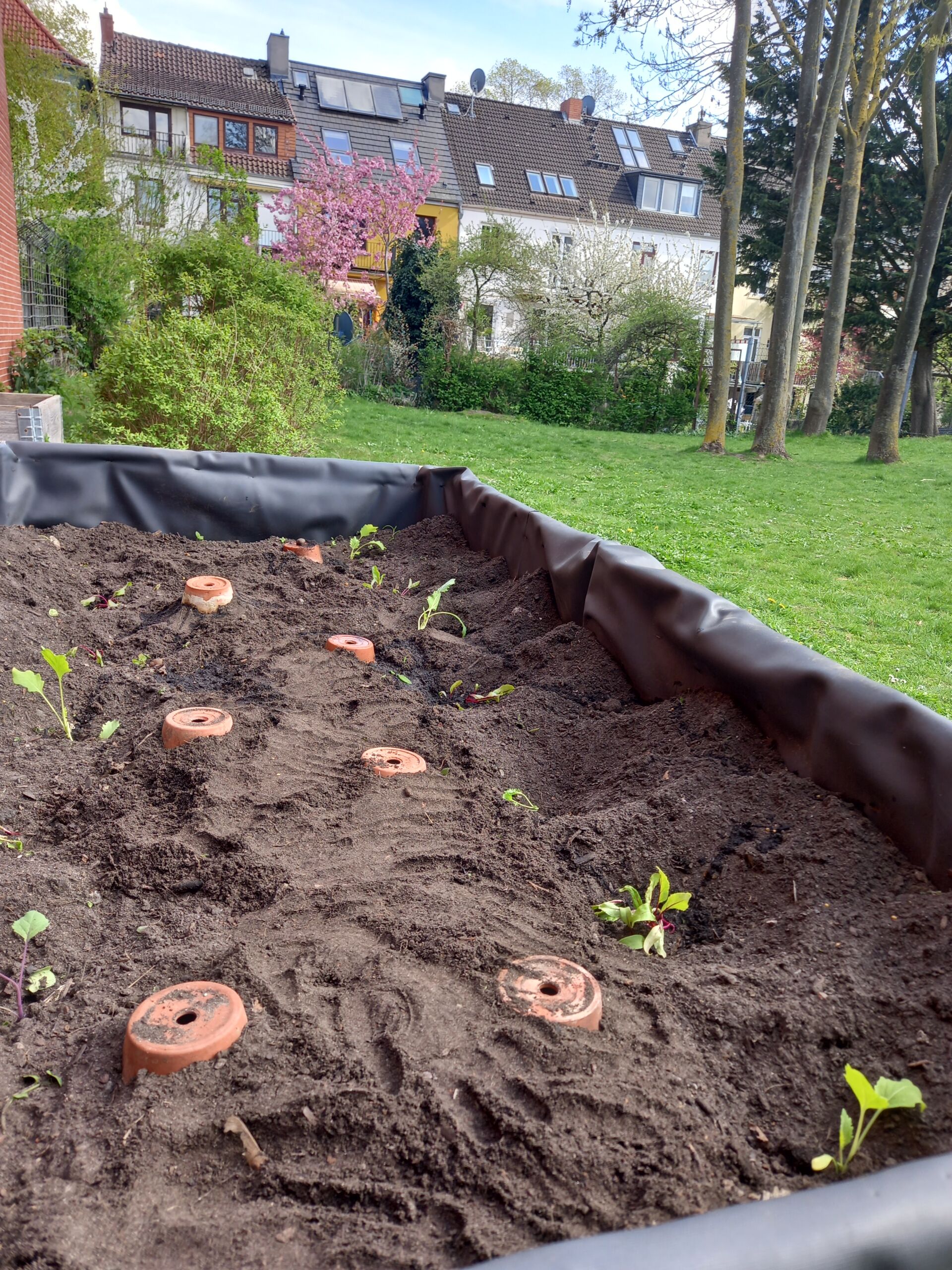 2026_OllasImHochbeetMitJungpflanzen4_c_H_Oelgeklaus Hochbeet mit kleinen Jungpflanzen und mehreren runden Ton- oder Keramikscheiben in einem Park vor Reihenhäusern