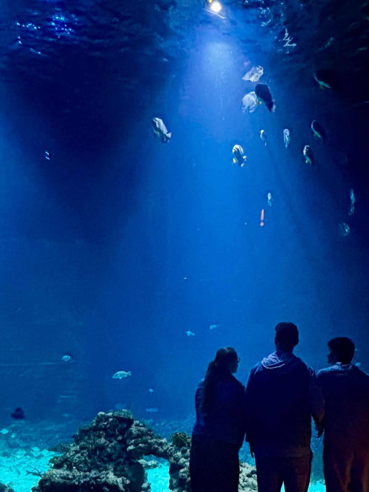 Drei Personen stehen vor einem großen Aquarium mit mehreren Fischen und Korallen im blauen Wasser